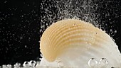 Seashell reacting with acid