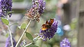 Comma butterfly on buddleia