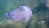 Juvenile barrel jellyfish filmed underwater