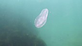 Beroe comb jelly filmed underwater
