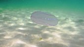 Beroe comb jelly filmed underwater