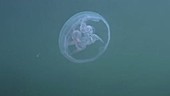 Moon jellyfish filmed underwater