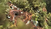 Painted top shells and limpet grazing on algae filmed underw