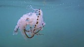 Compass jellyfish filmed underwater