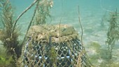Inkwell lobster pot filmed underwater