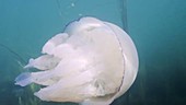 Barrel jellyfish filmed underwater