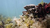 Female spider crab filmed underwater