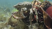 Female spider crab filmed underwater