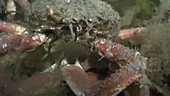 Male spider crab filmed underwater