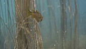 Saithe or coalfish swimming filmed underwater over a kelp re