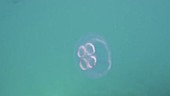 Moon jellyfish filmed underwater