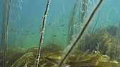 Shoal of juvenile saithe or coalfish swimming through Dead M