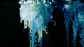 Portuguese man o war tentacles