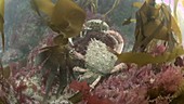 Male spider crabs fighting filmed underwater