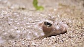 Flatfish buried in sand filmed at night