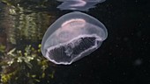 Moon jellyfish filmed in slow motion underwater