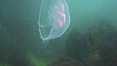 Moon jellyfish filmed underwater