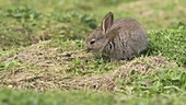 Rabbit grazing on vegetation on Skomer Island