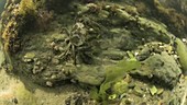 Shore crab filmed underwater