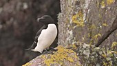 Razorbill on Skokholm Island