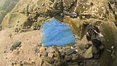 Blue plastic bag filmed underwater