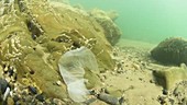 White plastic bag filmed underwater