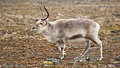 Reindeer walking on land, Arctic