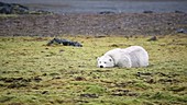 Polar bear lying on grass, Arctic