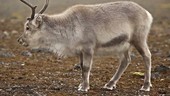 Reindeer standing on land, Arctic