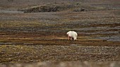 Polar bear on dry land, Arctic