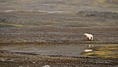 Polar bear by pond, Arctic