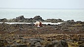 Polar bear feeding, Arctic