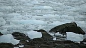 Sea ice and rocks, Arctic