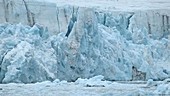 Calving glacier, Arctic