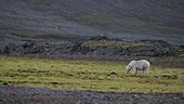 Polar bear grazing on grass, Arctic
