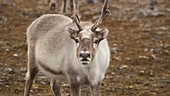 Reindeer looking around, Arctic