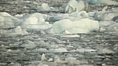 Gull on ice, Arctic