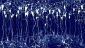 Pyramidal neurons in the brain