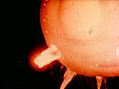 Teapot MET atomic test fireball, 1955