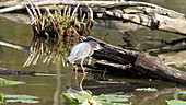 Green heron searching for food