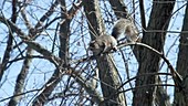 Eastern gray squirrel in oak tree