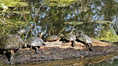 Midland painted turtles basking