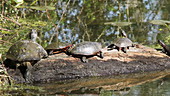 Midland painted turtles basking