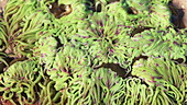 Snakelocks anemone in rock pool