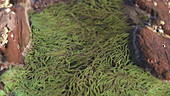 Snakelocks anemone in rock pool