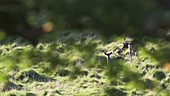 Fallow deer buck during rut