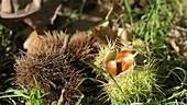 Sweet chestnut falling, high-speed