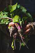 Women holding fresh young beets