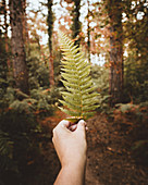 Hand hält Farnblatt im Herbstwald