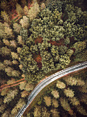Bird's-eye view of road running through woods